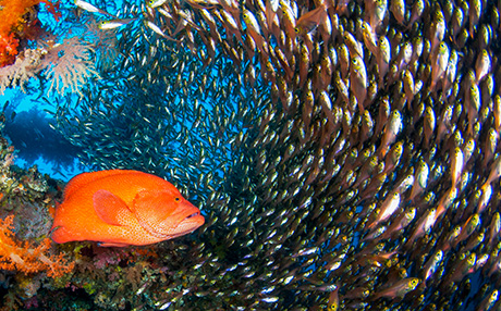 沖の島：うずまく魚群
