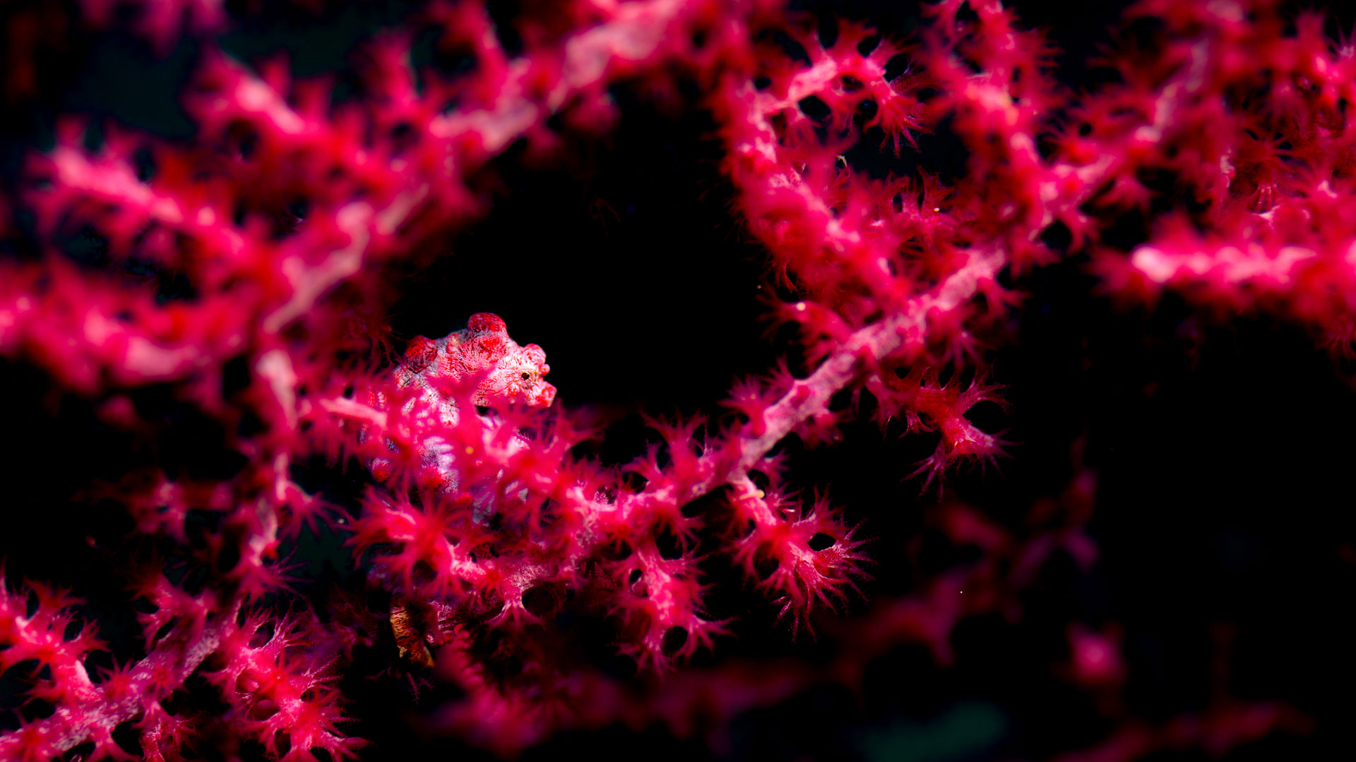 ダイビング水中写真：最小のタツノオトシゴ