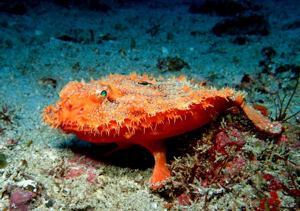 アカグツツアー日程変更のお知らせ!! 愛媛松山発、ダイビングツアー・ダイビングライセンス取得なら「EBダイバーズ愛媛」